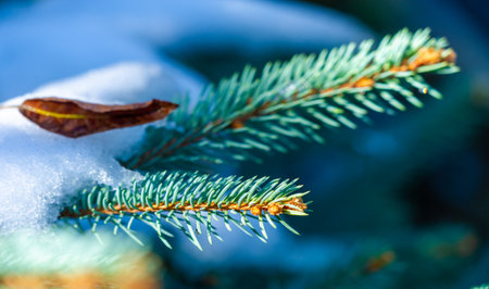 Snow fell on autumn leaves. I love the change of seasons. I know it's time to be grateful for all we have and cherish the moments with family and friends as we prepare for the coming winter.の写真素材