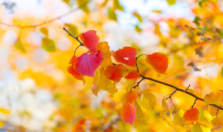 Autumn leaves on the branches of trees. A falling leaf, speaking of the death of autumn, in a more...