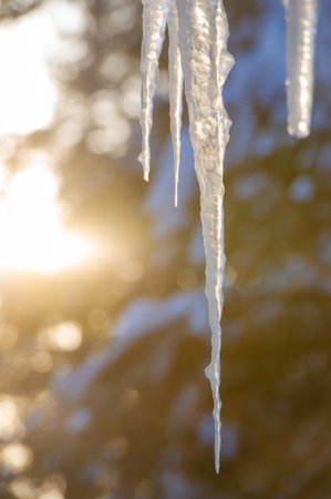 Recall childhood memories of icicles hanging from the roof Feel nostalgia for the winter season and all its wonders Recall the sore throat feeling caused by licking cold iciclesの写真素材