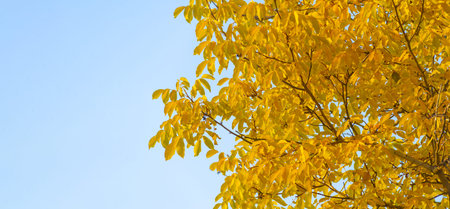 Autumn leaves on the branches of trees. Autumn leaves fall like gold, like a rainbow, as the winds...