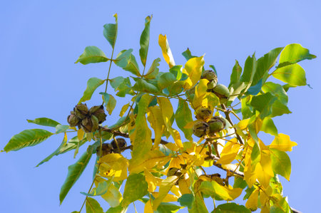 walnuts on the tree are ripe in autumn. In the Byzantine era, the walnut was also known under the...