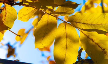 Autumn leaves of a walnut. October, fresh, hazy, golden October, when the light is sweet and heavyの写真素材