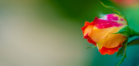 Garden rose. Shallow depth of field. Vitality fills the entire bouquet, fully opening into a large flower with a high center, ruffled petals, and an intoxicating scent of lavender.の写真素材