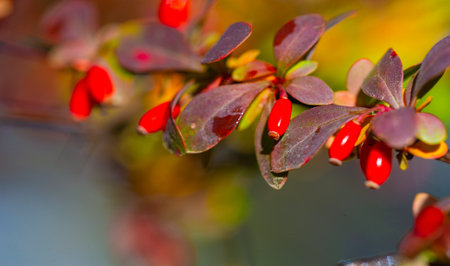 Autumn leaves on the branches of trees. Cascade tangerine red. From kaleidoscopic leaves. Creates a tapestry of autumn magic On the emerald carpet of the passing summerの写真素材