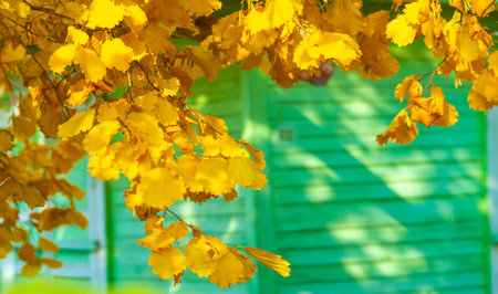 Autumn leaves on the branches of trees. Autumn is the second spring, when every leaf is a flowerの写真素材