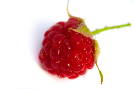 Raspberry. In late summer, native raspberries make their way from the fields to your refrigerator in...