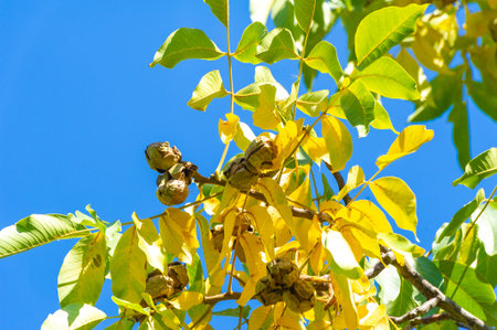 walnuts on the tree are ripe in autumn. In the Byzantine era, the walnut was also known under the...