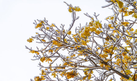 The first snow fell on autumn leaves. Red, purple, yellow, mixed with green and brown, bracelets of...