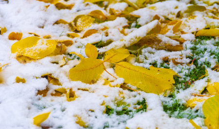 Autumn leaves on the lawn. As autumn draws to a close, lawn leaf fall is just as inevitable as night is approaching.の写真素材