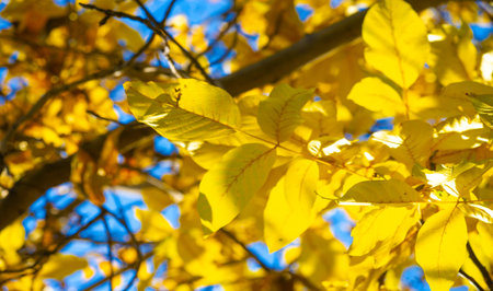 Autumn leaves of a walnut. Isn't this a real autumn day? It is the calm melancholy that I love that...