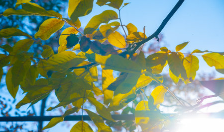 Autumn leaves on the branches of trees. No spring and summer beauty has such grace as I saw in one autumn face.の写真素材