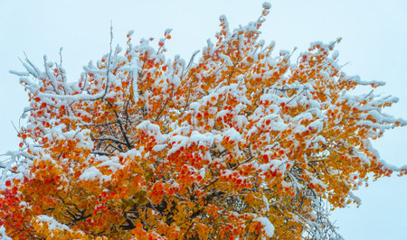 The first snow fell on autumn leaves. It is already autumn, everything returns to sleep, everything...