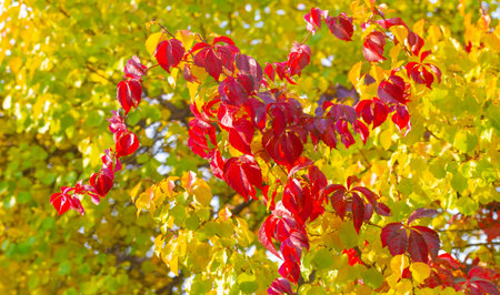 Autumn leaves on the branches of trees. Autumn is the second spring, when every leaf is a flower