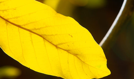 Autumn leaves of a walnut. Isn't this a real autumn day? It is the calm melancholy that I love that...