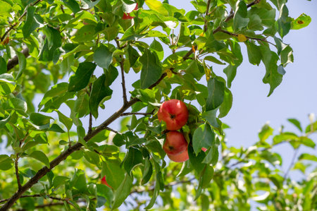 Apples. In fact, the trees are weighed down with green apples, yellow spotted pears and crabapples, pink and goldの写真素材