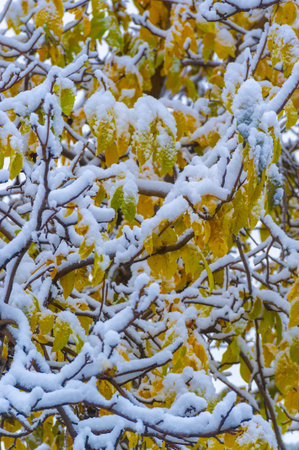 The first snow fell on autumn leaves. With the first autumn colds, life will begin anewの写真素材