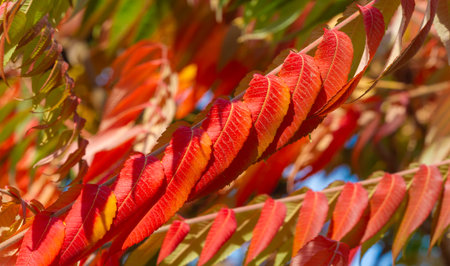 Autumn leaves on the branches of trees. Mumannoe, cloudless sky, Indian summer. The leaves are blowing down the street in the wind. Cold shiver from the arctic wind. The last warmth of the sun.の写真素材