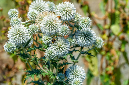 A desert plant known for its long, curved spikes. Can survive in harsh desert conditions. Used as a...