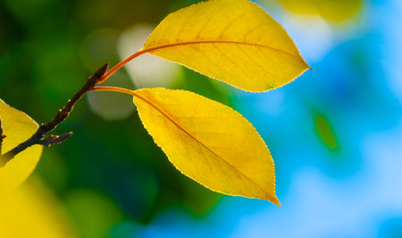 The first snow fell on autumn leaves. It is already autumn, everything returns to sleep, everything...