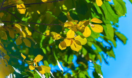 Autumn leaves on the branches of trees. Autumn is the hardest time of the year. All the leaves fall...