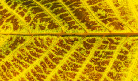 Autumn leaves on the branches of trees. Cascade tangerine red. From kaleidoscopic leaves. Creates a...