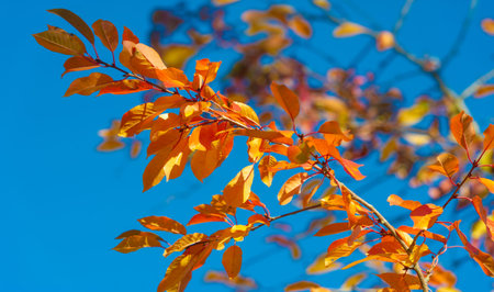 Autumn leaves on the branches of trees. Autumn is the second spring, when every leaf is a flower