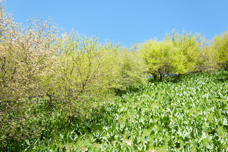 Spring in the mountains The majesty of the mountains is magical all year round: spring with blooming...