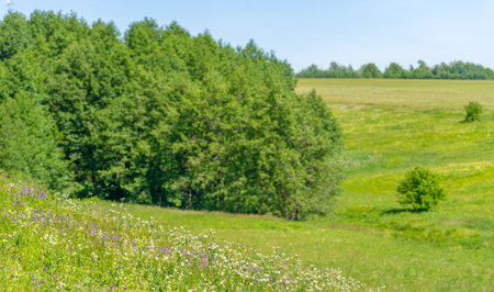 summer, meadow fields, ravines, rowan pine trees hazel, wildflowers, European part of the earthの写真素材