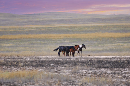 prairie, plain, desert. Immerse yourself in the tranquility of nature as this group of horses peacefully roam, reminding us of the true essence of freedom Harmony With Horses Unbridled Spiritの写真素材