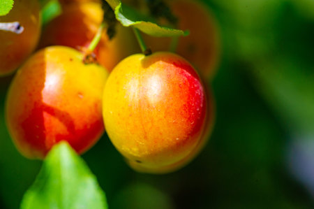 Prunus cerasifera is a species of plum known by the common names cherry plum and world balance plum. It is native to southeastern Europe and western Asia, and is naturalized in the British Islesの写真素材