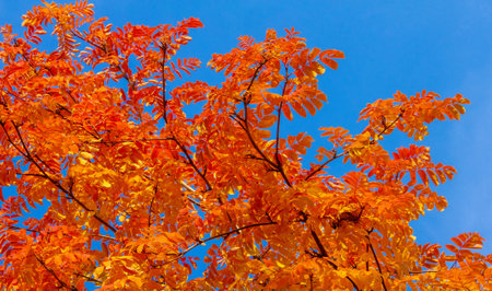autumn, sketch of autumn in the photo, yellow burgundy red leaves, summer petition, joyful pictures