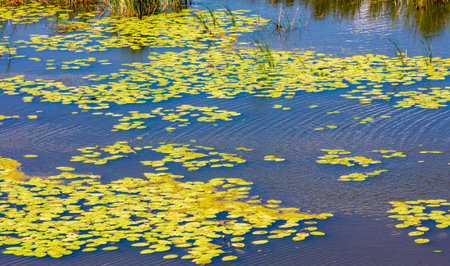 summer photography, a river overgrown with reeds, blue sky with white clouds, blue water covered...