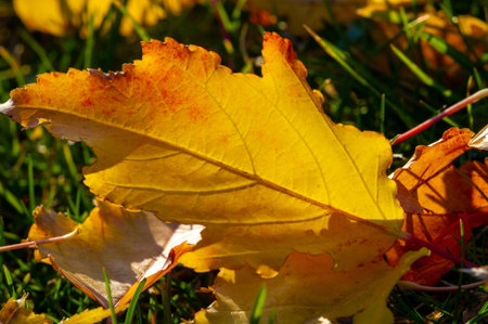 Autumn maple leaf, a flattened structure of a higher plant, similar to a blade that attaches...