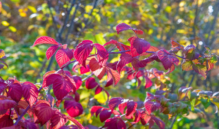 Autumn photography, leaves in the fall, At this time of the year the trees seem to come to life,...