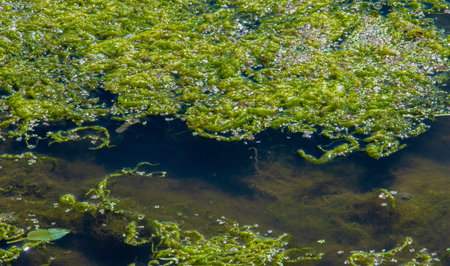 algae pond, Harmful algal bloom (NAV) is water bloom, which causes negative effects on other...