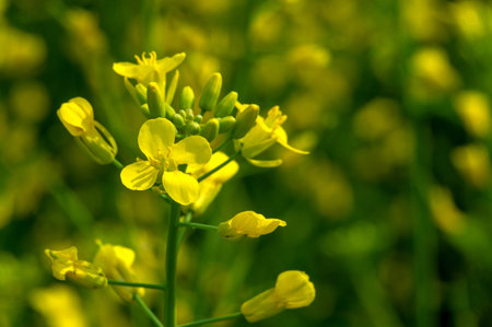 Discuss the benefits of canola as a source of vegetable oil and protein meal. Explain why rapeseed...