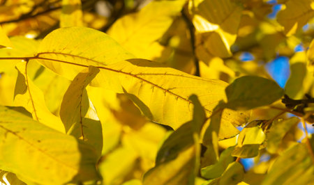 Autumn leaves of a walnut. October, fresh, hazy, golden October, when the light is sweet and heavyの写真素材