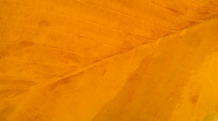 Leaves autumn. Close-up. macro photography. Amazing world opens up with macro photography