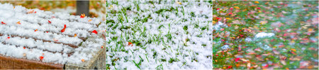 The unexpected snowfall created a beautiful contrast with the autumn foliage and green grass. A rare event that captivates viewers A stunning display of the beauty and wonders of nature.の写真素材