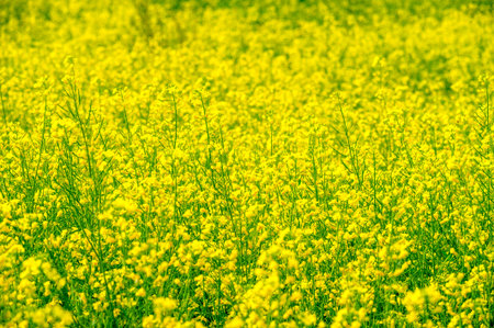 Yellow field where rapeseed is grown. Rapeseed is the main source of vegetable oil and protein flour worldwide. Can be used in various industries such as food, biofuels and animal feed.の写真素材