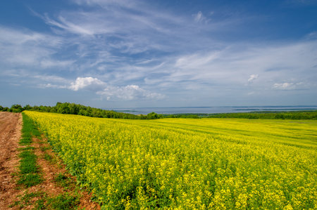 The yellow field is a hallmark of rapeseed cultivation. Rapeseed is an important source of vegetable oil and protein flour. The crop is very versatile. It can be used as a biofuel, animal feed,の写真素材