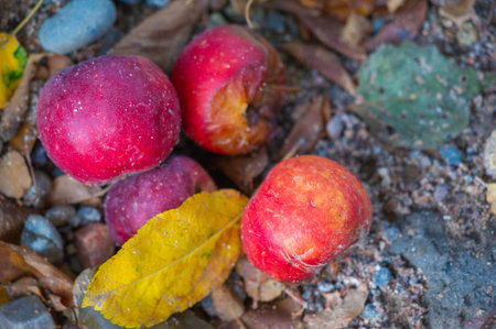 Fruits from an apple tree fall into a stream Falling apples are ripe or overripe A stream carries...