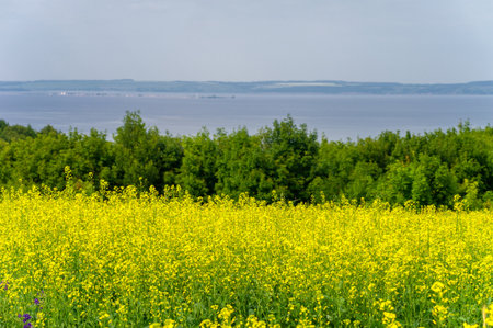 The yellow field is a sign of rapeseed cultivation. Rapeseed is used for various purposes such as cooking oil. biodiesel and animal feed. The plant contributes to soil fertility and crop rotation.の写真素材