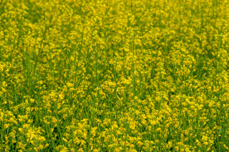 Canola is a valuable source of oil and protein Yellow fields filled with rapeseed are a common sight...
