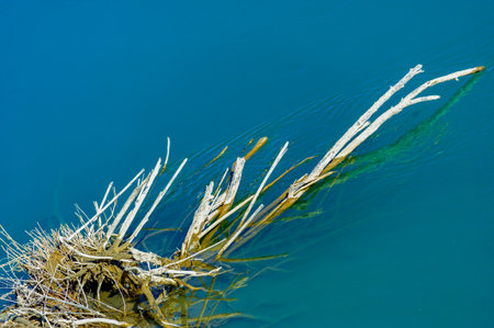 The natural beauty of a driftwood washed by the waters of the river A tree leaning towards the water complements the picturesque landscapeの写真素材