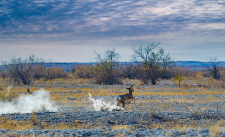 A beautiful image of a roe deer running along steppe, bush, veld, prairie. The dust created by the hooves adds to the dramatic effect. The action takes place during sunset.の写真素材