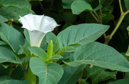 Datura wrightii Regel. Jimsonweed, Sacred Thorn Apple, Thorn Apple, Angel Trumpet, Holy Datura. They once played an important role in the religious ceremonies of the Southwest Indians.の写真素材