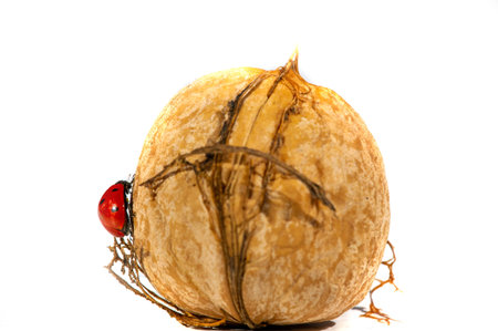 Walnut. Walnut is a stimulant, but too much caffeine is a depressant.