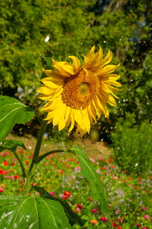 sunflower (Helianthus annuus) Wild sunflower is native to North America, but commercialization of the plant took place in Russia. But it was the American Indians who first domesticated this plant.の写真素材