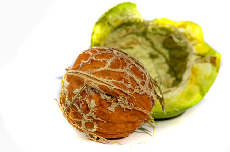 Walnut. If you can't make a cup of walnuts, you have no soul